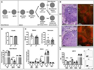 Systemic ST6Gal-1 Is a Pro-survival Factor for Murine Transitional B Cells